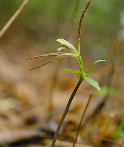 A photograph of a Large Whorled Pogonia orchid in bloom