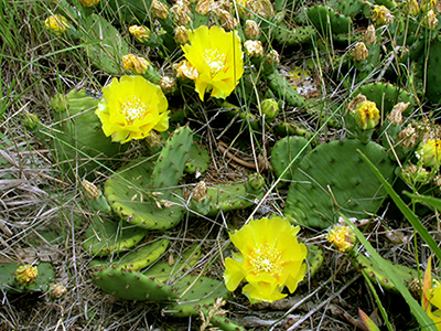A photograph of Eastern Prickly-pear Cactus in bloom