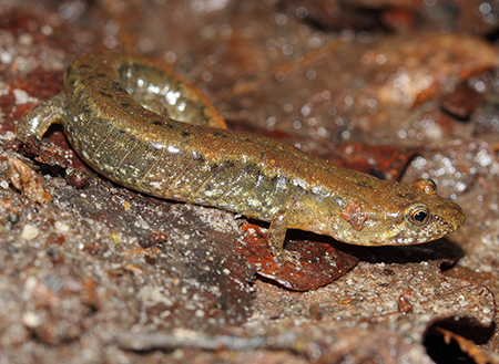 A photograph of a Northern Dusky Salamander