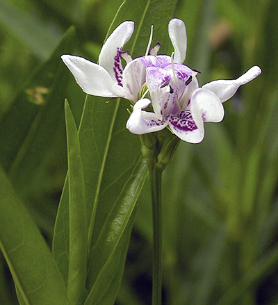 A photograph of an American Water-willow flower