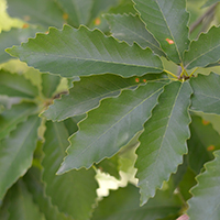 Close up of chinquapin oak leaves