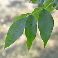 Vue rapprochée des feuilles du frêne pubescent