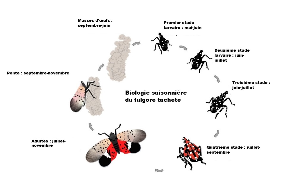 Illustration du cycle de vie de la biologie saisonnière du fulgore tacheté.
