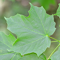 Close up of black maple leaf