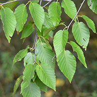 Close up of cherry birch leaves
