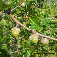 Vue rapprochée des fruits du chêne ellipsoïdal