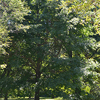 Image of northern pin oak tree