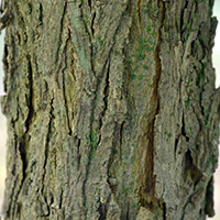 Close up of shellbark hickory bark