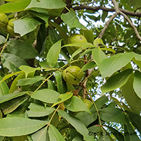 Close up of shellbark hickory fruit