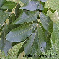 Close up of shellbark hickory leaves