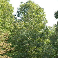 Image of shellbark hickory tree