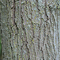 Close up of Shumard oak bark