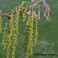 Close up of Shumard oak flowers