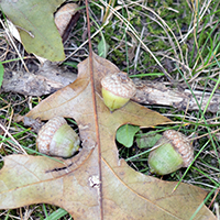 Close up of Shumard oak fruit (acorns)