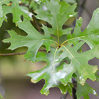 Close up of Shumard oak leaves