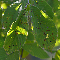 Close up of slippery elm leaves