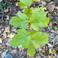 Vue rapprochée des feuilles du pommier odorant