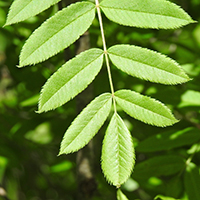 Close up of American mountain-ash leaf