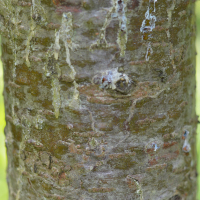 Close up of balsam fir bark
