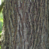 Close up of basswood bark