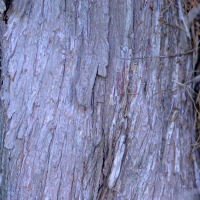 Close up of eastern redcedar bark