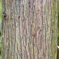 Close up of eastern white cedar bark