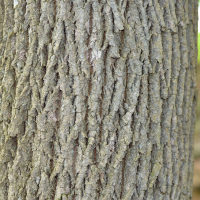 Close up of green/red ash bark