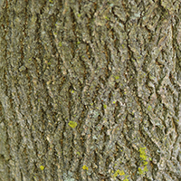 Close up of Manitoba maple bark