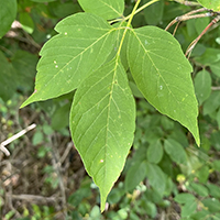 Close up of Manitoba maple leaf