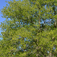 Image of Manitoba maple tree