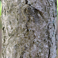 Close up of Ohio buckeye bark