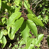 Close up of TREE NAME leaves