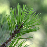Close up of pitch pine needles