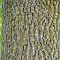 Close up of pumpkin ash bark
