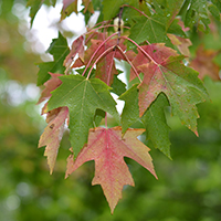 Vue rapprochée des feuilles de l'érable rouge