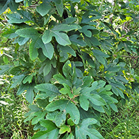 Close up of sassafras leaves