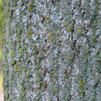 Close up of tulip tree bark