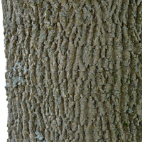 Close up of white ash bark