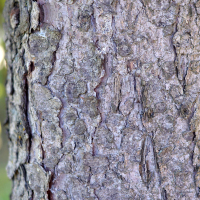 Close up of white spruce bark