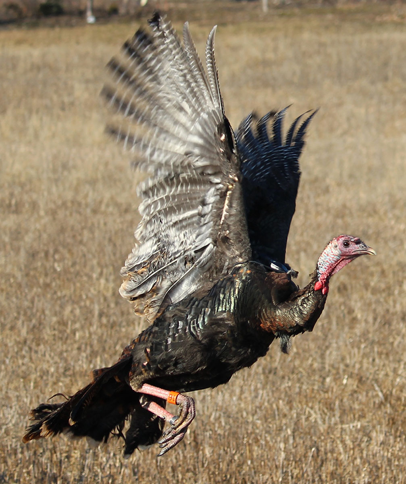 Banded turkey flying