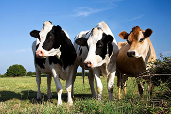 Trois vaches côte à côte