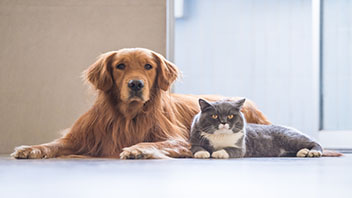 A dog and cat laying down on the floor together