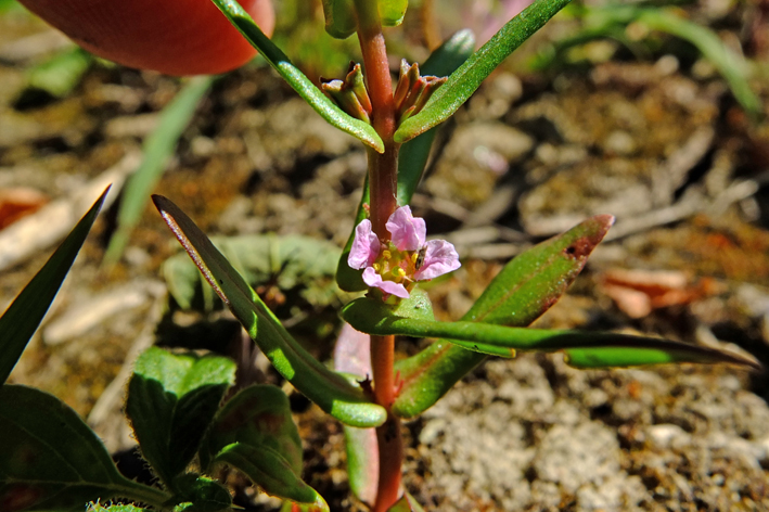 A photograph of Scarlet Ammania