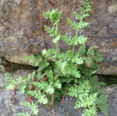 A photograph of Blunt-lobed Woodsia
