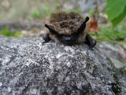 A photograph of Eastern Small-footed Myotis