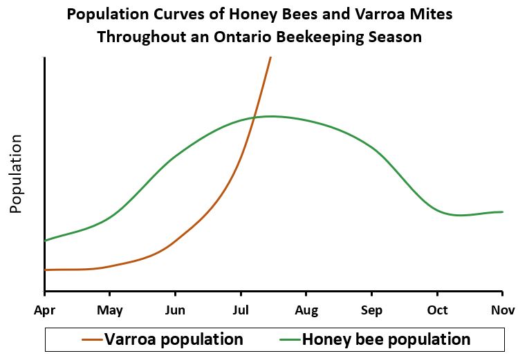 A line graph showing the relationship between varroa mite (brown line) and honey bee (green line) populations within a single honey bee colony over the beekeeping season. The relationship reflects the growth of varroa mite populations if no varroa mite treatments are applied to the colony. In this situation, the varroa mite population shows exponential growth beginning in the spring (May) and overtaking the honey bee population in the summer months (July). The honey bee population growth resembles a bell curve, peaking in the summer months and declining into the fall months.