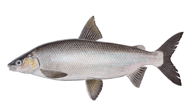 A drawing of an Opeongo Lake Whitefish