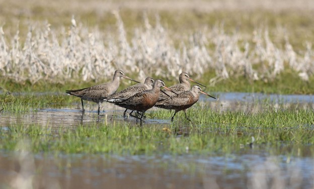 Group of five Hudsonian Godwit wading in shallow water with emergent graminoid vegetation