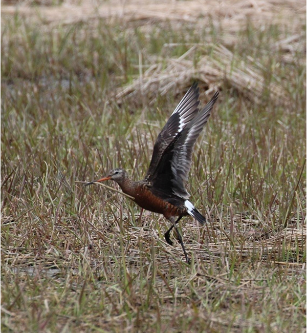 Hudsonian Godwit with wings outstretched showing the white wing-stripe, dark axillaries and underwing coverts, and dark tail with a wide white band at the base