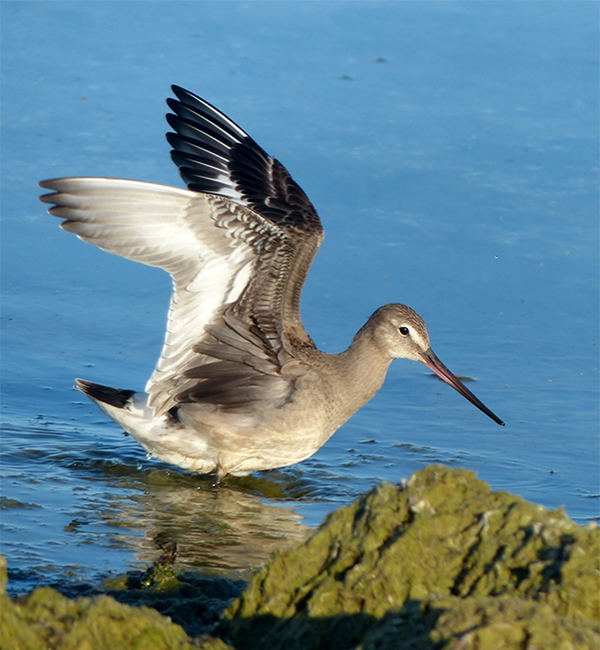 Hudsonian Godwit with wings outstretched showing the white wing-stripe, dark axillaries and underwing coverts, and dark tail with a wide white band at the base